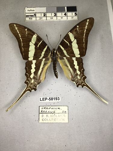 Pinned butterfly specimen beside label.