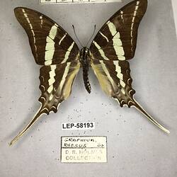 Pinned butterfly specimen beside label.