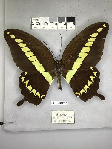 Pinned butterfly specimen beside label.