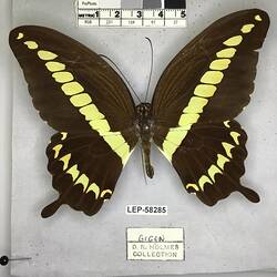 Pinned butterfly specimen beside label.