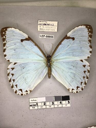 Pinned butterfly specimen beside label.