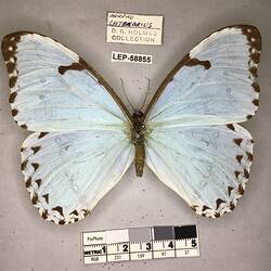 Pinned butterfly specimen beside label.