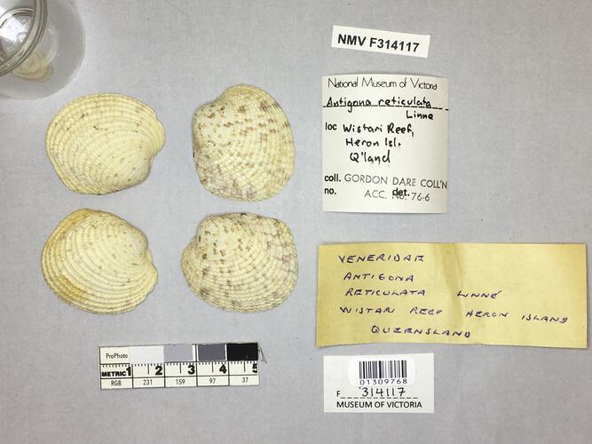 Dry Venus Clam shells beside labels.