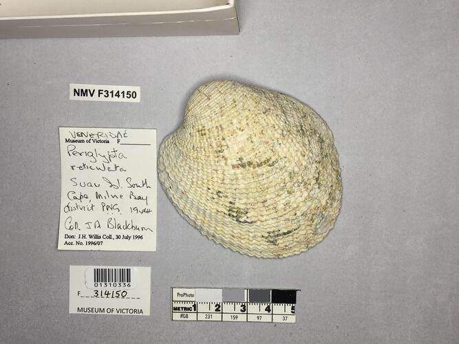 Dry Venus Clam shell beside labels.