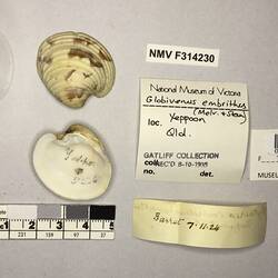 Dry Venus Clam shell beside labels.