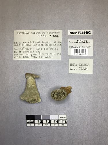 Dry stony coral specimens beside labels.
