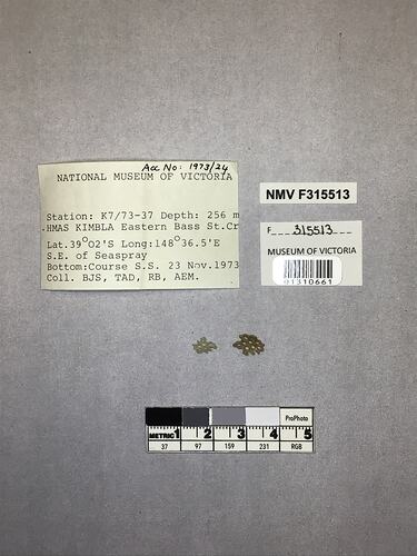 Dry stony coral specimens beside labels.