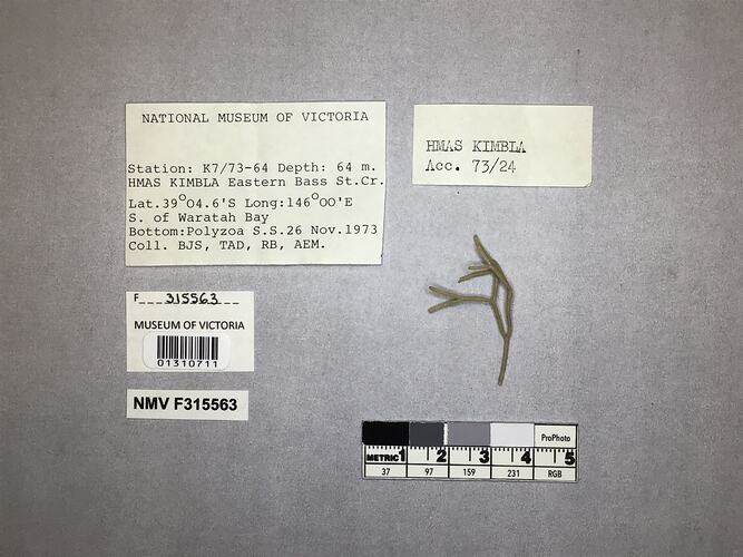 Dry stony coral specimen beside labels.