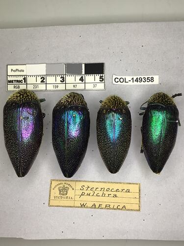 Dorsal view of pinned beetle specimens with labels.