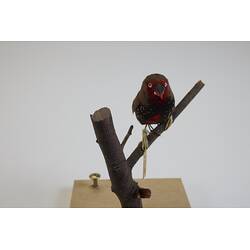 <em>Emblema pictum</em>, Painted Finch. [B 21189]