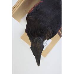 <em>Psittrichas fulgidus</em>, Pesquet's Parrot. [B 21609]