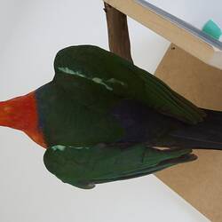 <em>Alisterus scapularis</em>, Australian King-parrot. [B 21647]