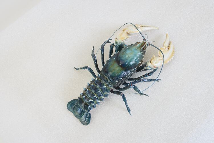 <em>Euastacus armatus</em>, Murray River Crayfish. [J 6199]