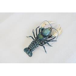 Our Wondrous Planet, Our Wild Family: Dry Specimen - Murray River Crayfish, <em>Euastacus armatus</em> (Martens, 1866)