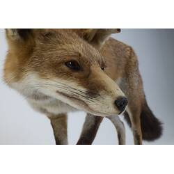 <em>Vulpes vulpes</em>, Red Fox. [C 27270]