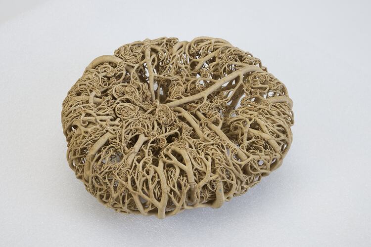 <em>Gorgonocephalus</em> sp., basket star. [F 109355]