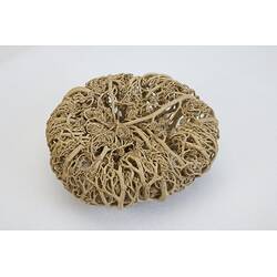 <em>Gorgonocephalus</em> sp., basket star. [F 109355]