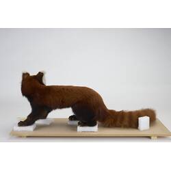 <em>Ailurus fulgens</em>, Himalayan Red Panda. [C 2568]