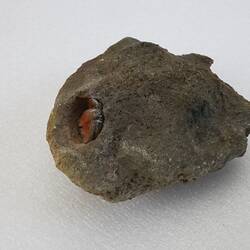 <em>Cancellus typus</em>, Miner Hermit Crab. [J 44698]