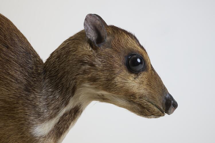 <em>Tragulus napu</em>, Greater Mouse-deer. [C 30638]