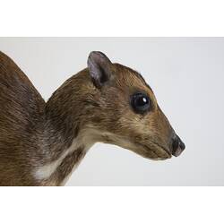 <em>Tragulus napu</em>, Greater Mouse-deer. [C 30638]