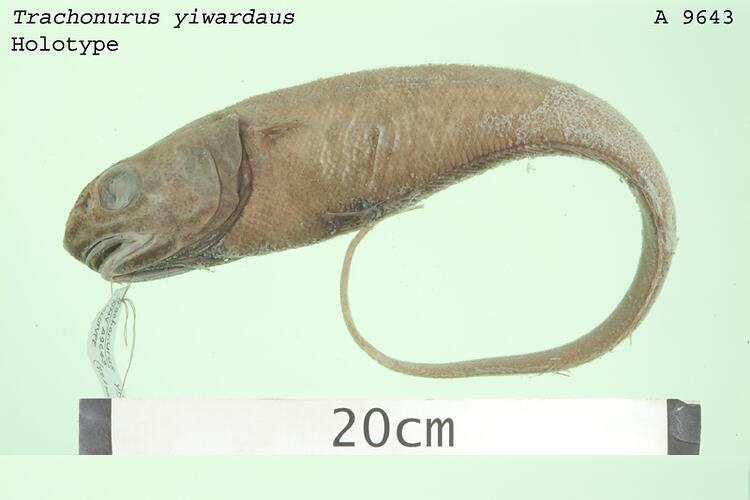 Fish specimen with scale bar.