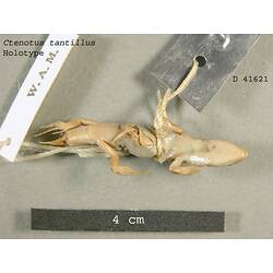 Ventral view of gecko specimen beside scale bar.