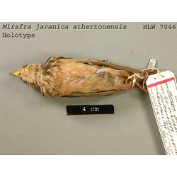 Dry bird skin specimen with labels.