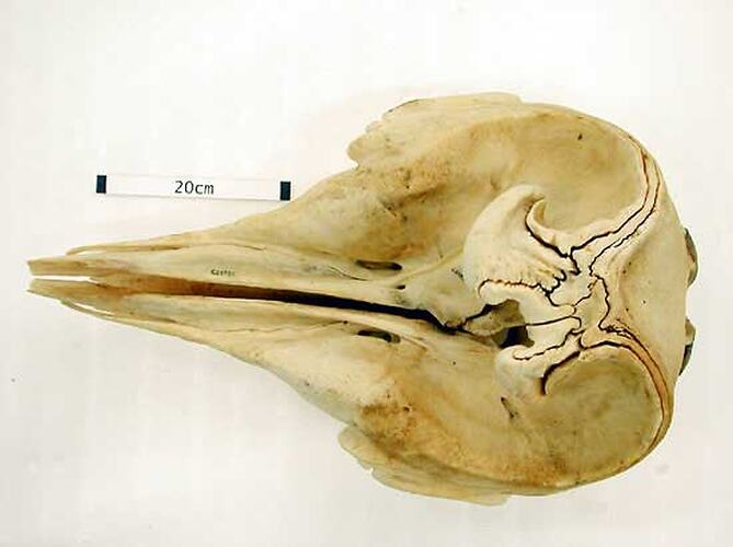 Dorsal view of whale skull with scale bar.