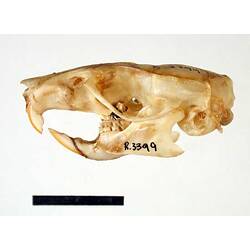 Lateral view of rat skull.