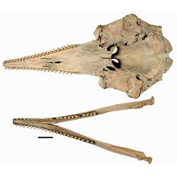 Dolphin lower jaw and skull, oriented with teeth visible.