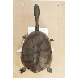<em>Chelodina longicollis</em>, Eastern Snake-necked Turtle. [D 73596]