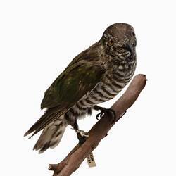 <em>Chalcites lucidus plagosus</em>, Shining Bronze-Cuckoo. [B 7204]