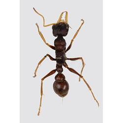 Our Wondrous Planet, Our Wild Family: Dry Specimen - Bull Ant, <em>Myrmecia</em> Fabricius, 1804