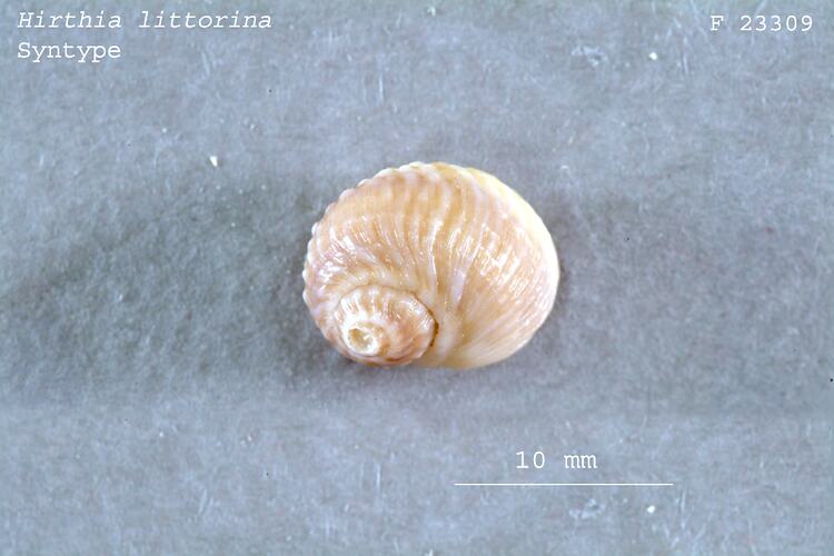 Small, pale, ribbed snail shell with scale bar.