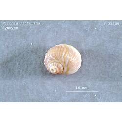 Small, pale, ribbed snail shell with scale bar.