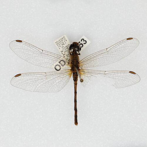<em>Diplacodes bipunctata</em>, Wandering Percher. [ODO 4253]