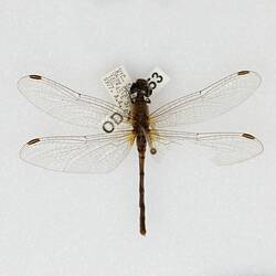 Our Wondrous Planet, Our Wild Family: Dry Specimen - Wandering Percher, <em>Diplacodes bipunctata</em> (Brauer, 1865)