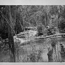 Photograph - On the 'Yarra Track' Christmas, by A.J. Campbell, Warburton District, Victoria, 1895