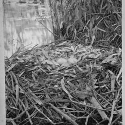 Photograph - Swan's Nest, by A.J. Campbell, Victoria, circa 1900