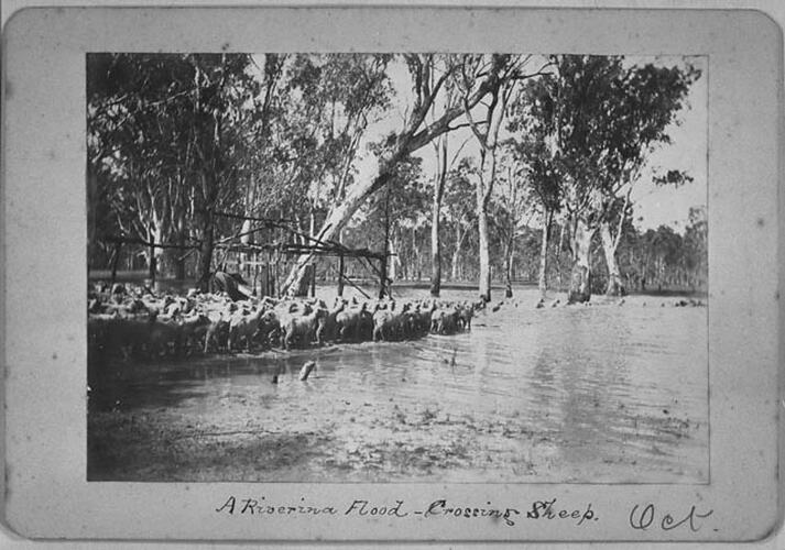A Riverina Flood - Crossing Sheep.