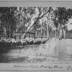 Photograph - by A.J. Campbell, Cow Creek, New South Wales, circa 1900