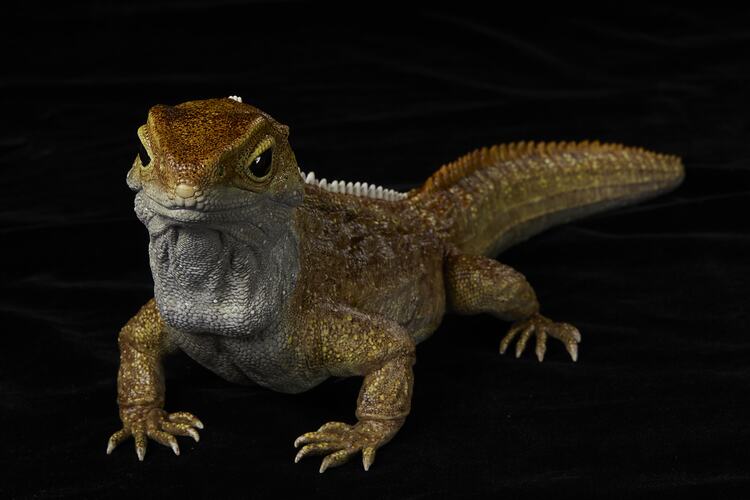 <em>Sphenodon punctatus</em>, Tuatara, model. [D 76377]