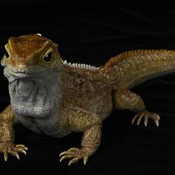 Our Wondrous Planet, Our Wild Family: Model - Tuatara, <em>Sphenodon punctatus</em> (Gray, 1842)