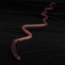 <em>Megascolides australis</em>, Giant Gippsland Earthworm, model. [F 96907]