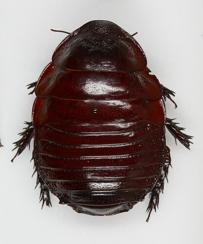 <em>Macropanesthia rhinoceros</em>, Giant Burrowing Cockroach. [BLA  924]