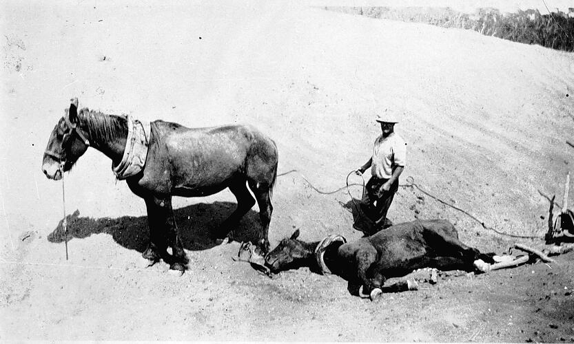 [Werrimull South, Mallee, 1928. Constructing irrigation channels was hot and exhausting work.  One horse has collapsed and the other is very thin.  The collapsed horse later recovered.]