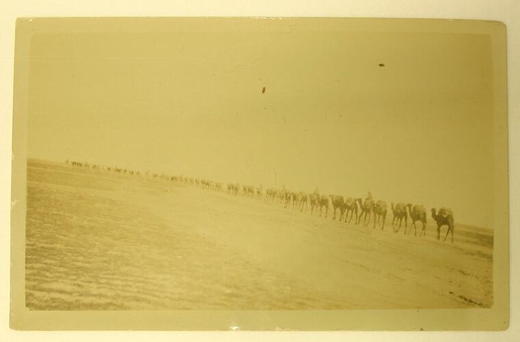 Line of camels in desert.
