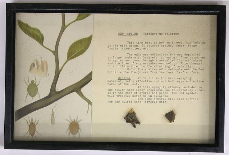 Botanical Specimen Display - Red Spider