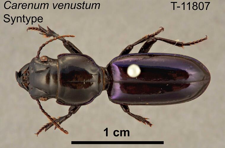 Beetle specimen, dorsal view.